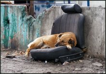 Сны сбитого лётчика / &quot;Гаражный&quot; пёс в Дангауэровке (Москва, Лефортово)