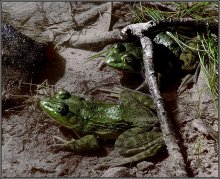 свидание / короток лягушачий век