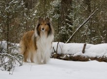 Королева в зимнем лесу / Моя любимая собака Милли =)