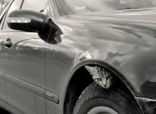 парктроник / прияного просмотра - а котяра привереда выбрал паразит мерса - с надежным теплым двиглом:)