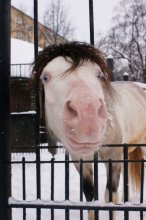 Ты кто? / Просто необыкновенный пони из московского зоопарка. Я его обожаю.