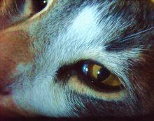 Глаз / Камышовый кот.