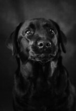 мМ... / Шена.чудесный лабродорчик (девочки,которую я фоткала)
Настоящая модель,немного отдохнула и решила,что ей тоже пора фотографироваться,вышла и села посередине фона)
