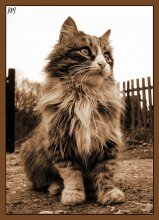 боярыня / деревенская кошка... фотографировал на цифромыльницу двухмегапиксельную... Canon...