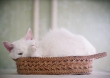 Кошка / использован только Crop Tool