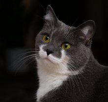 Котопортрет / тестю новый объектив Сигма 17-70