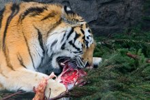 Обед для зверя / ленинградский зоопарк