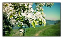 Яблоня в цвету. / Набережная реки Волга .Город Дубна.