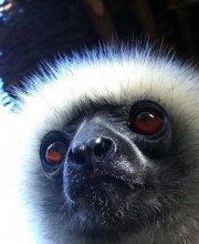 в белом сиянии / Это существо белое и пушистое, и очень застенчивое обитает на Мадагаскаре