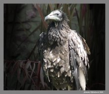 Emperor / Eagle likes emperor.