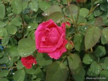 Розы после дождя / Розы после дождя