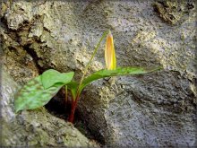 першацьвет / Антарыйскі першацьвет, Trout Lily, фарэльная лілія .. (прычым тут фарэль?.. ...
мо з-зa рабаватых лісьцяў. калі яны купкай - выглядаюць, як стайка фарэляў).
Лілія... Хаця я б хутчэй далучыла іх да цюльпанавых.