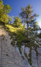 И на камнях растут деревья / Краснодарский край