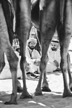 Сквозь / На фестивале верблюдов, в Объединенных Арабских Эмиратах