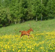 Весеннее / Жеребёнок в полях Суоранды.