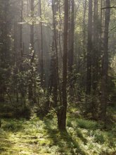 утро в лесу / ******
