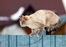 Мартовская кошка / Кошка на заборе слушает концерт трех котов