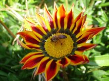 Ох, уж эти папарацци, спокойно поесть не дают / Пчелка позировала в Донецком ботаническом саду