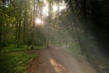 Прогулка по лесу / Зеленоград,лес,после дождя