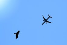 Встреча в небе / самолет и ворона, конечно, пролетали не одновременно, но очень хорошо совместились в кадре.