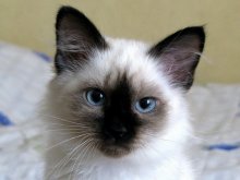 МИЛКА. / Балинезийская кошечка.