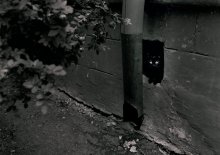 Чёрная кошка в чёрном окошке / Жизнь кипит под окном ...