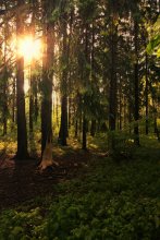 Прогулка по лесу / Лес,после дождя