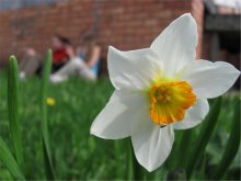 Нарцисс / и девушки)