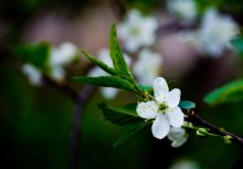 White Stars / весна)