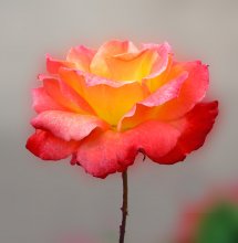 королева Вдохновения / О ней поют поэты всех веков.
Нет в мире ничего нежней и краше,
Чем этот сверток алых лепестков,
Раскрывшийся благоуханной чашей.
Как он прекрасен, холоден и чист, -
Глубокий кубок, полный аромата.
Как дружен с ним простой и скромный лист,
Темно-зеленый, по краям зубчатый.
За лепесток заходит лепесток,
И все они своей пурпурной тканью
Струят неиссякающий поток
Душистого и свежего дыханья…..
С.Я. Маршак