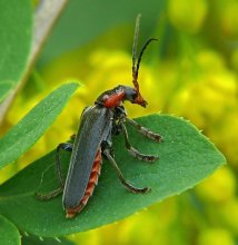 Мягкотелка бурая Cantharis fusca / на цветах барбариса