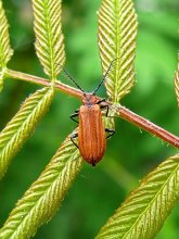 Огнецветка гребнеусая Schizotus pectinicornis / достаточно шустрый жук
