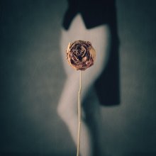 Rose I / просто цветок
