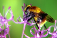 Муха журчалка Merodon equestris / издали на шмеля очень похожа