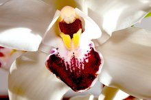 Орхидея / Хищная орхидея