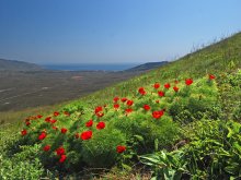 весенние косогоры / Крым, море, горы, пионы, пейзаж, дорога