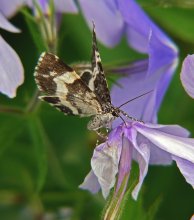 Пяденица / Пяденица на карликовых флоксах