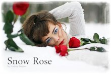 Snow Rose / 2009 г.