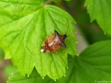 Щитник древесный рыжий / Elasmucha ferrugata