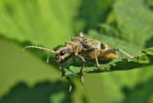 Чернопятнистый рагий Rhagium mordax / Rhagium mordax