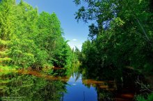Лесная речка / фотография реки Кремянки, д.Чаща, Ленинградская область
