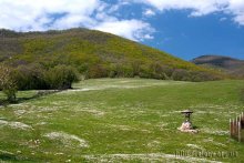 Крымский пейзаж / Поле диких маргариток в одной из деревень Крыма