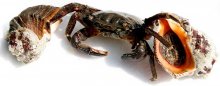 Дары Моря / Дары Моря-Крым Ялта