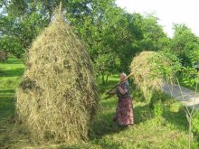 Вішинка / Так делают сено в сёлах Прикарпатья в западной Украине.
