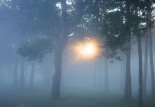 утро в сосновом лесу / ___________________