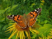 Репейница / _______