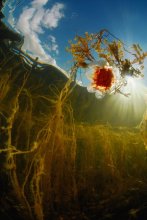 Аленький цветочек / Белое море, медуза, водоросли