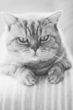 портрет Ричарда / то бишь самого грациозного.фотогеничного и любящего позировать до невозможности, кота
контровой свет, день, окно, полтинник)