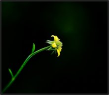 Миниатюра 2 / Миниатюра 2