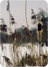 winter.1 / [2009г]